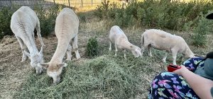 The lambs & alpacas eating some lucerne.